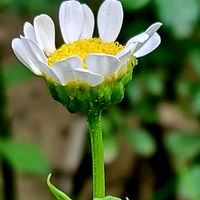 ノースポール,元気いっぱい,私のお気に入り,元気な花,笑顔になる花の画像