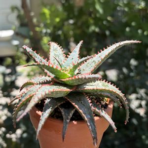アロエ,アロエ クリスマススレイ,アロエ  ハイブリッド,多肉植物,子株の画像