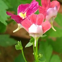 タイツリソウの画像