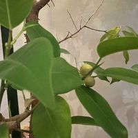 ベンジャミン,ベンジャミに実が付きました。の画像