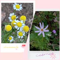カモミール,コスモス,ガーデニング,花のある暮らし,小さな庭の画像