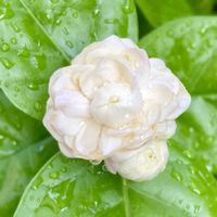 アラビアン　ジャスミン,茉莉花,花のある暮らし,庭の宿根草,熱帯植物の画像