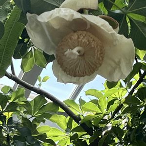 アフリカバオバブ,温室,京都府立植物園,砂漠・サバンナ室の画像