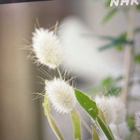 バニーテール,ラグラスの画像