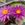 WATER  Lily