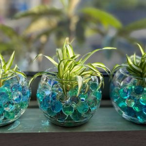 オリヅルラン,子株,観葉植物の画像