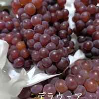 リプサリス,デラウェア,多肉植物,多肉女子,チーム愛知の画像
