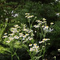 ヒメジョオン,ヒメジョオン,花壇,GSに感謝。,自然大好きの画像