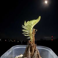 ソテツ,斑入り,蘇鉄,蘇轍　ソテツ,白錦の画像