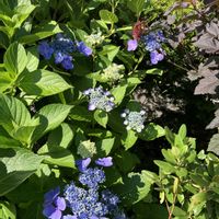 ガクアジサイ,iPhone撮影,耐寒性落葉低木,in札幌,in北海道の画像