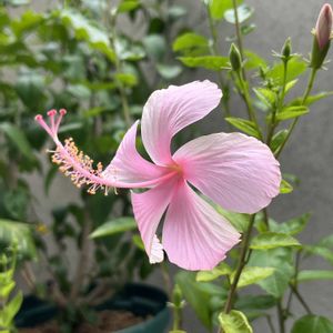 ハイビスカス,ハイビスカス ピンクバタフライ,鉢植え,ガーデニング,ピンクの花の画像
