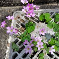 ムラサキカタバミの画像
