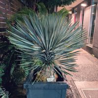 ユッカ,ユッカ ロストラータ,可愛いお花達,世界に平和を,いつもありがとう(^-^)の画像
