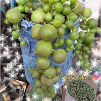 グリーンネックレス,セダム属 マジョール,寄せ植え,多肉植物,かわいいの画像