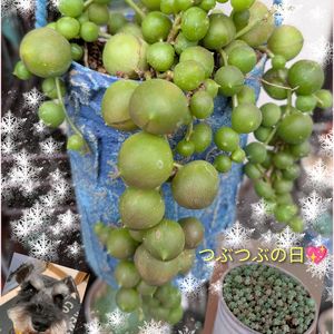 グリーンネックレス,セダム属 マジョール,寄せ植え,多肉植物,かわいいの画像