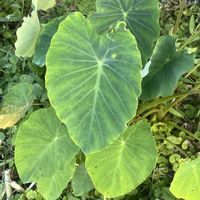 サトイモ,今日も元気で,今日も笑顔で♡,大地からの恵みに感謝,グリーンで癒されてねの画像
