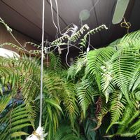 キンモウコウ,ジオ・ゴールデン・ボバイン,観葉植物,シダ植物,癒しの画像