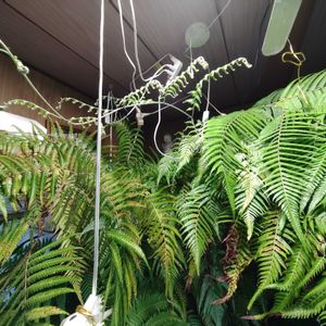 キンモウコウ,ジオ・ゴールデン・ボバイン,観葉植物,シダ植物,癒しの画像