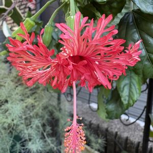 ハイビスカス,ハイビスカス  オレンジ・フラミンゴ,ハイビスカス レッドフラミンゴ,ハイビスカス レッドフラミンゴ,ハイビスカス オレンジフラミンゴの画像