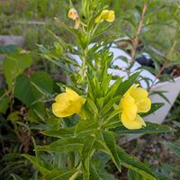 月見草,ヒメジョオン,アレチマツヨウグサの画像