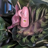 カラテア マコヤナ,葉っぱアート,いつもありがとう♡,花のある暮らし,ハニワの日の画像