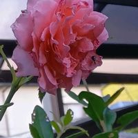メランポジウム,クレマチス キャプリン,地植え,花のある暮らし,小さい花壇の画像