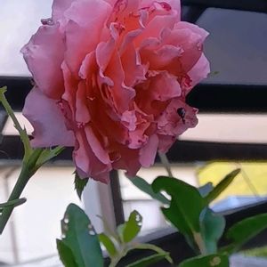 メランポジウム,クレマチス キャプリン,地植え,花のある暮らし,小さい花壇の画像
