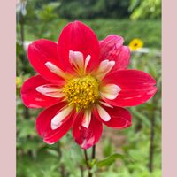 ダリア,ルコウソウ,花のある暮らし,お花大好き♡,真っ赤な火曜日の画像