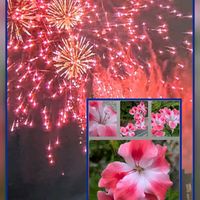 スカエボラ,ペラルゴニウム,シモツケ ,TV画像…隅田川の花火の画像