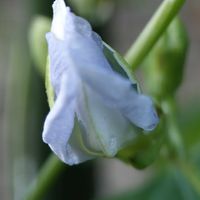 四角豆,四角豆のはな,我が家の畑,我が家の野菜の画像