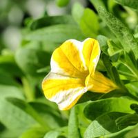鉢植え,小さな庭の画像