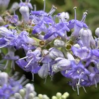セイヨウニンジンボク,パイナップルリリー,散歩,青いシソ科マニアの画像