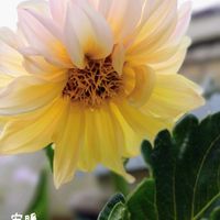ダリア,ミモザ,夏の花,種まき,花のある暮らしの画像