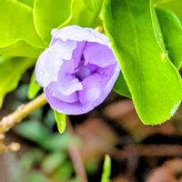 ニオイバンマツリ,平和を願う☆,小さな庭の画像
