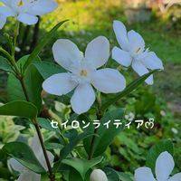 セイロンライティア,今庭,ガーデニング,ナチュラルガーデン,お庭の画像