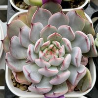 ミックスベリア 美紫妃,多肉植物,エケベリア属,多肉中毒,タニラーの画像