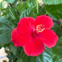 ニオイバンマツリ,ハイビスカス,玄関アプローチの画像
