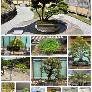 盆栽,大宮盆栽美術館,がんばろう福島の画像