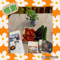 キュウリ,ナス,ヘデラ,ミニトマト,マドカズラの画像