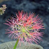 ハエマンサス,マクロレンズ,咲くやこの花館,お出かけ先にて,ミラーレス一眼の画像