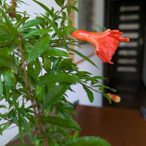 ヒメザクロ,盆栽,小品盆栽,花のある暮らし,植物と暮らすの画像