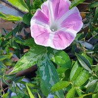 アサガオ,百日草,パパイア,パパイア,グアバの画像