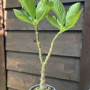 パキポディウム,パキポディウム・ウィンゾリー,多肉植物,塊根植物,コーデックスの画像