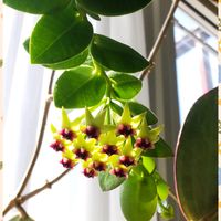 ホヤ・クミンギアナ,ホヤ・ベラ,ホヤ・オブスクラ,ホヤ,花のある暮らしの画像