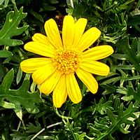ユリオプスデージー,散歩の途中の画像