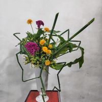 ヒメヒマワリ,オリヅルラン,アグラオネマ,トクサ,タニワタリの画像