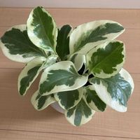 コキア,ペペロミア,ルビーネックレス,ペペロミア オブツシフォリア,多肉植物の画像