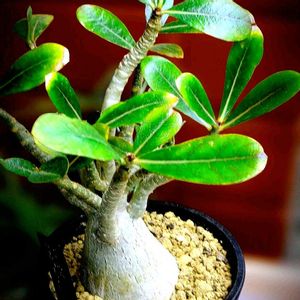 アデニウム,アデニウム,アデニウム タイソコトラナム,鉢植え,塊根植物の画像