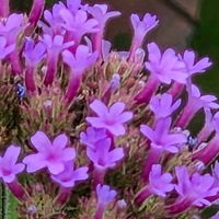 アレチハナガサの画像