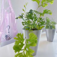 ヒポエステス,ピポエステス,ポリポジウム ファラックス,観葉植物,シダ植物の画像